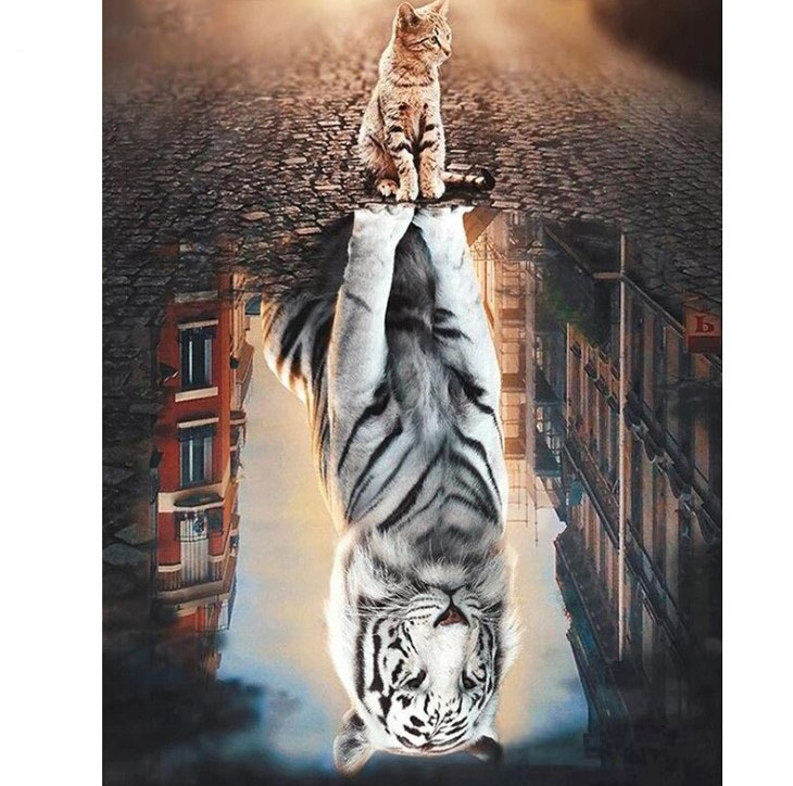 Diamanttavla Cat And Tiger Reflection 40x50