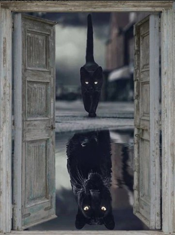 Diamanttavla Black Cats 50x70
