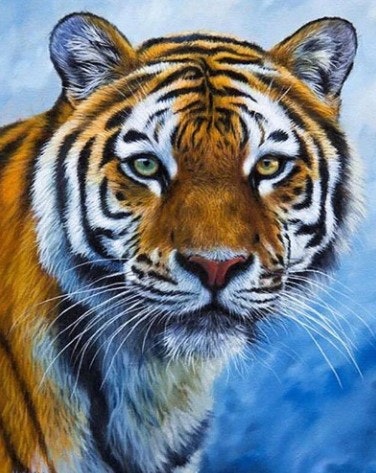 Diamanttavla Tiger 30x40