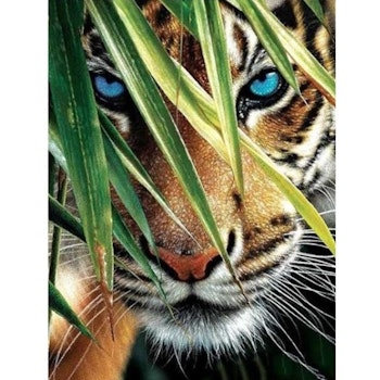 Diamanttavla (R) Tiger Blue Eyes 40x50
