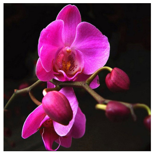 Diamanttavla Vacker Orchide 30x30