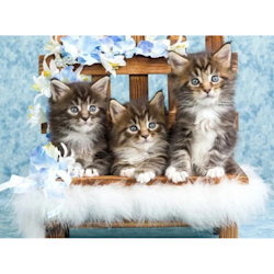 Diamanttavla Kittens 40x50