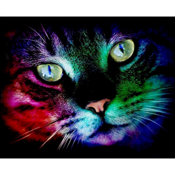 Diamanttavla Color Cat 40x50
