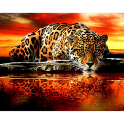 Diamanttavla Leopard I Solnedgång 40x50