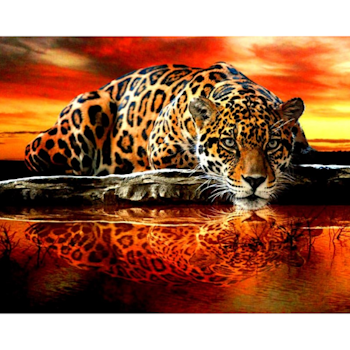 Diamanttavla Leopard I Solnedgång 40x50