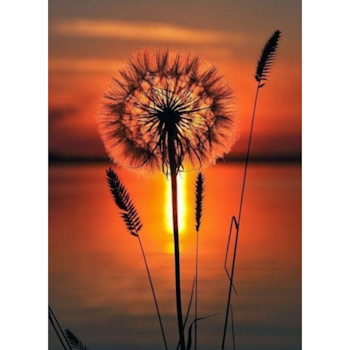 Diamanttavla Dandelion Sunset Light 20x30