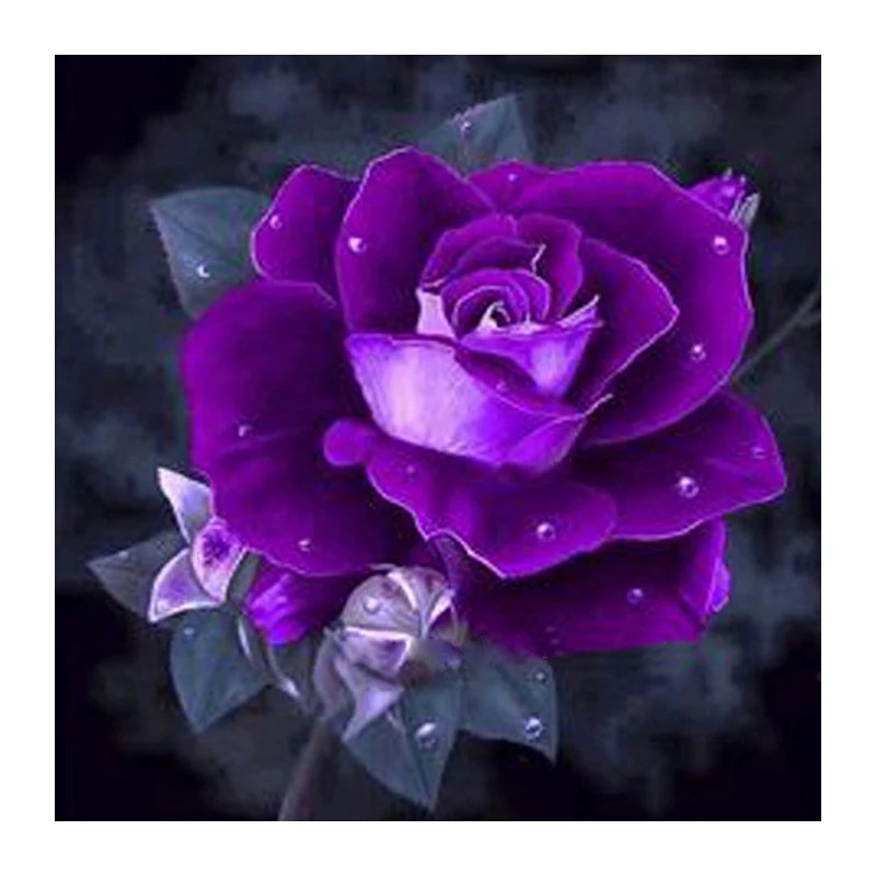 Diamanttavla Purple Rose 30x30
