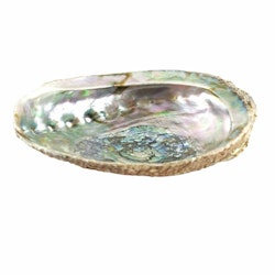Abalone shell