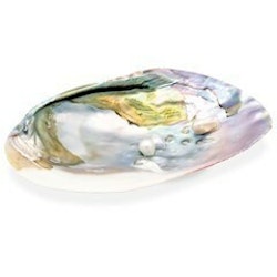 Mother Pearl Shell with pearls