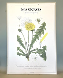 Skolplansch: Maskros