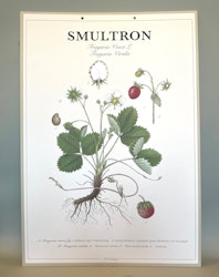 Skolplansch: Smultron