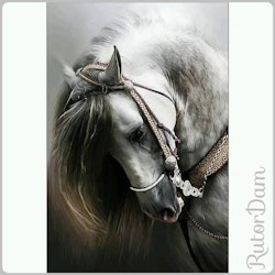 Hästen Silver, 40x50 cm