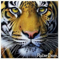 Yellow Tiger, 30x30 cm