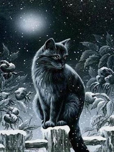 Katten Winter