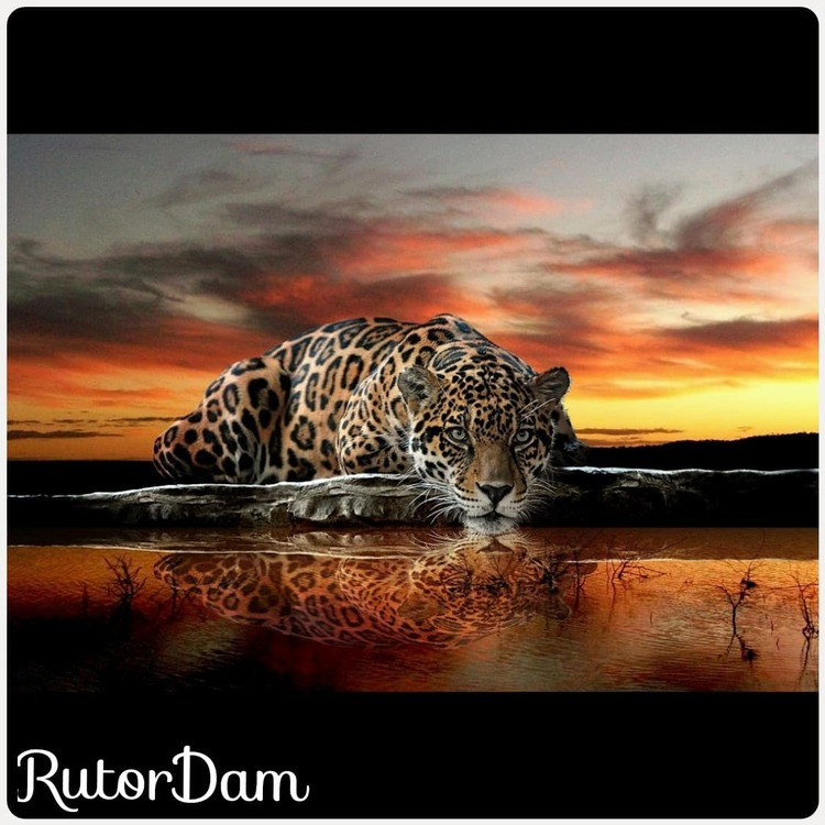 Leopard i solnedgång