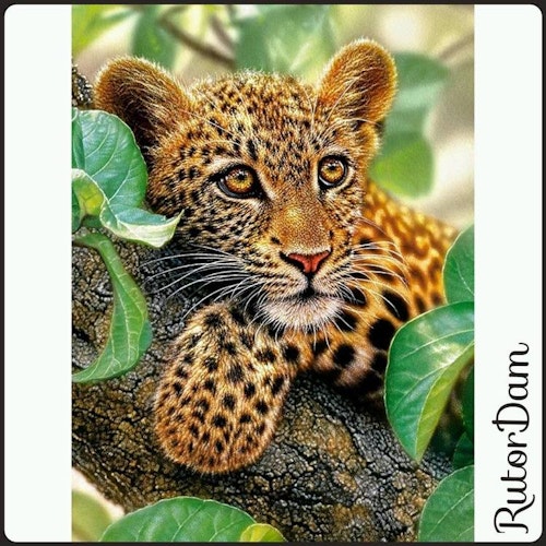 Leopard i träd, 40x50 cm