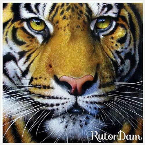 Yellow Tiger, 50x50 cm