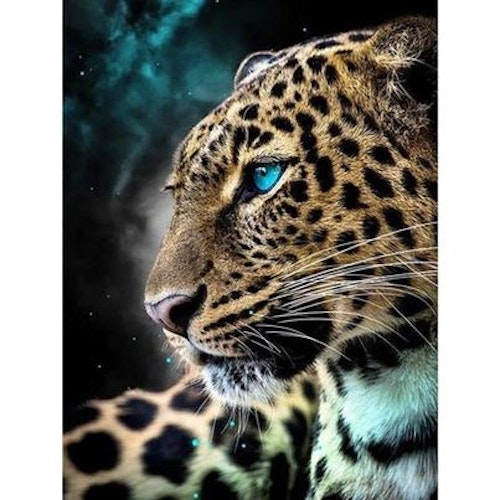 Leopard 11, 50x70 cm