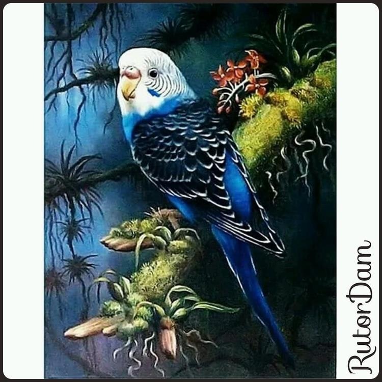 Blå Papegoja - RutorDam Hobby