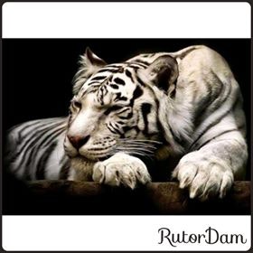 Vit tiger, 60x40 cm - RutorDam Hobby