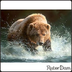 Björnen i vattnet, 50x40 cm