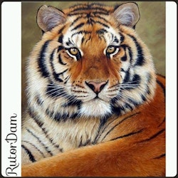 Tiger 7, 40x50 cm