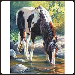 Hästen Jackson, 40x50 cm