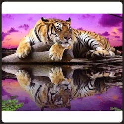 Tiger 10, 70x50 cm