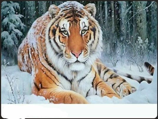 Tiger i snö, 70x50 cm