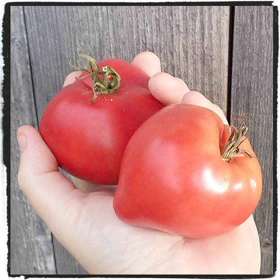 Fröer till tomat Tung