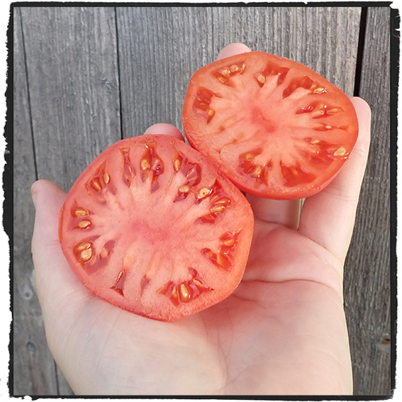 Fröer till tomat Tung