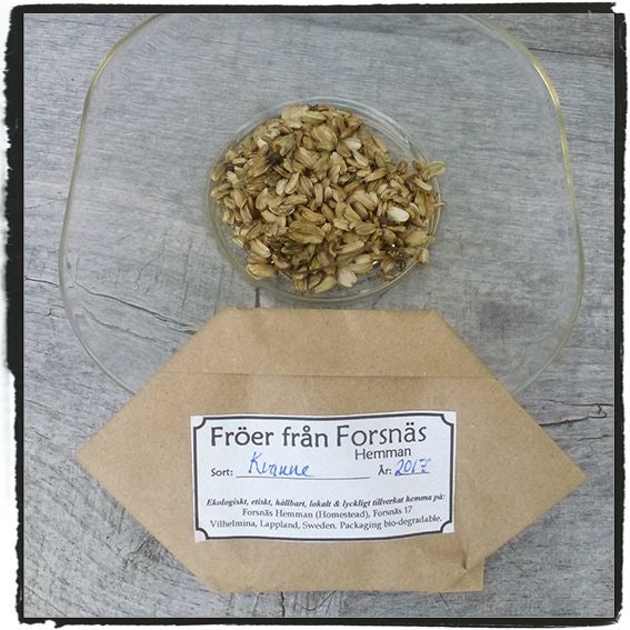 Kvanne-paket med frön!