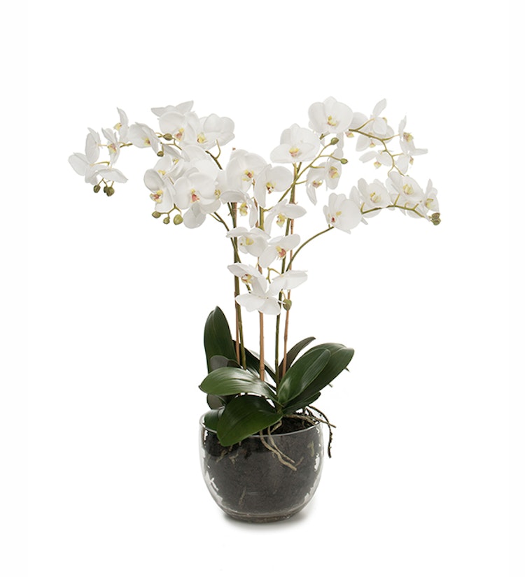 Phalaenopsis