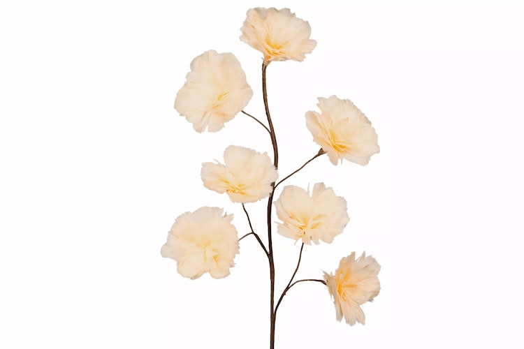 Kvist Fjäderblomma Aprikos 100cm 8 st. Förbeställning