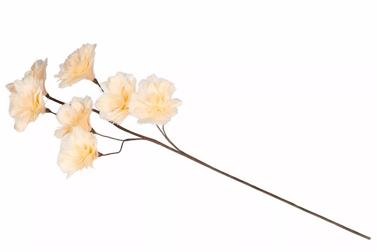 Kvist Fjäderblomma Aprikos 100cm 8 st. Förbeställning