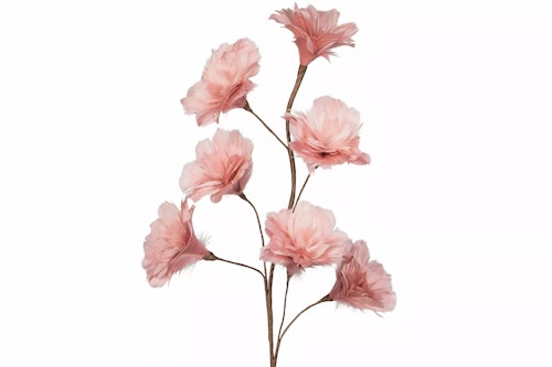 Kvist Fjäderblomma Gammelrosa 100cm 8 st. Förbeställning