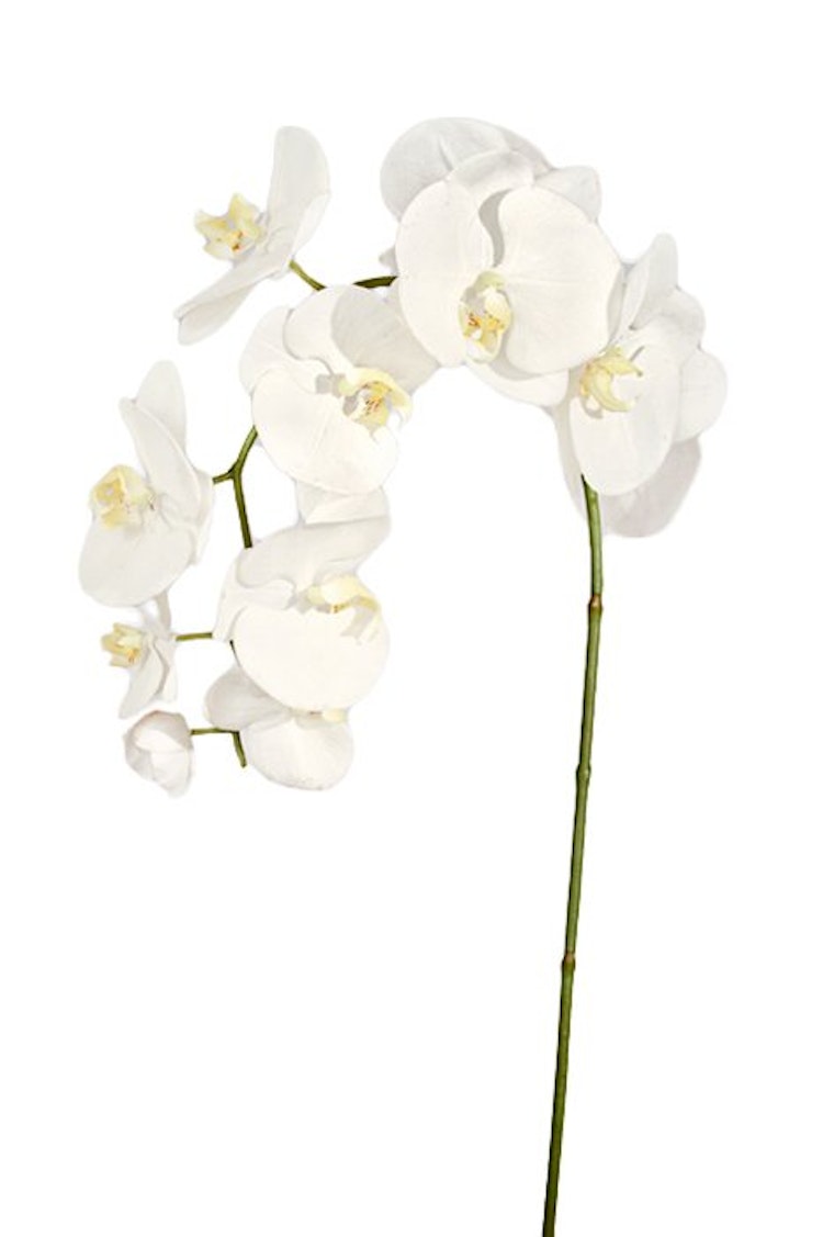 Phalaenopsis.