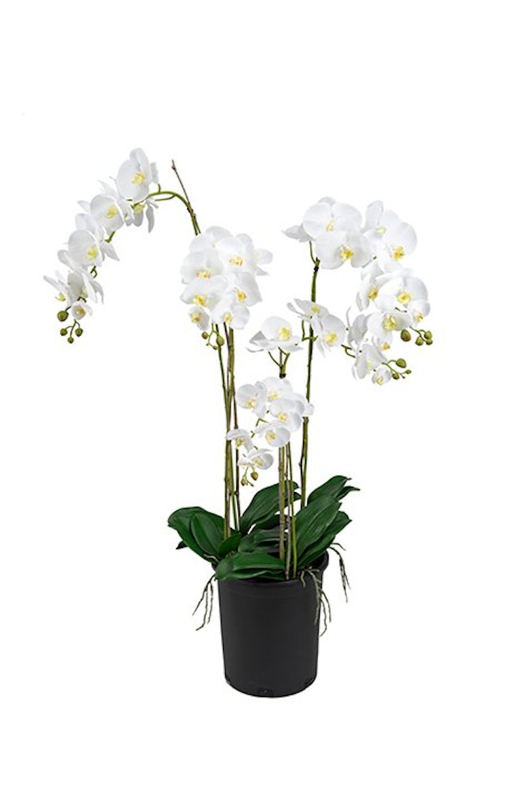 Phalaenopsis.