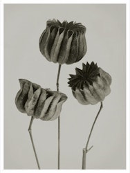 Art print Abutilon R E A