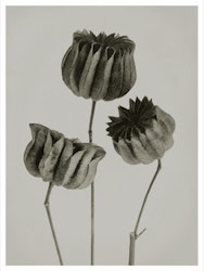 Art print Abutilon