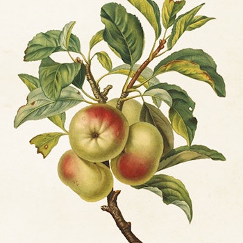 Poster Äpple