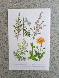 Vintage florablad