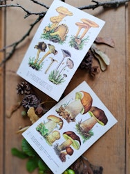 Vintage botaniska blad Svampar, 2 styck