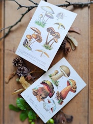 Vintage botaniska blad Svampar, 2 styck