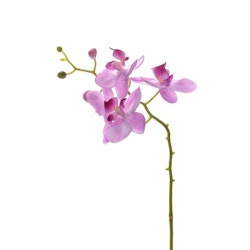 Phalaenopsis 28cm Rosa