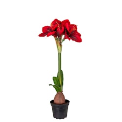 Konstgjord Amaryllis 50 cm Röd