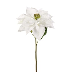Julstjärna snittblomma 70cm Vit
