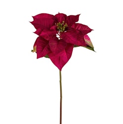 Julstjärna snittblomma 70cm Burgundy