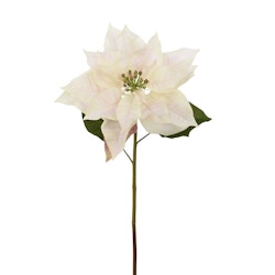 Julstjärna snittblomma 70cm Creme