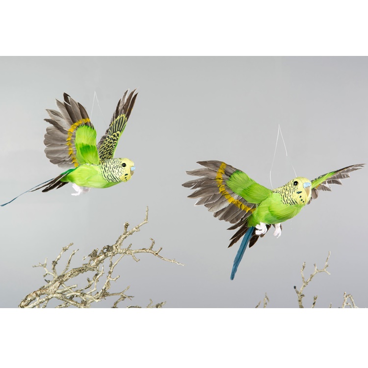 Undulat/Fågel  Flygande Grön